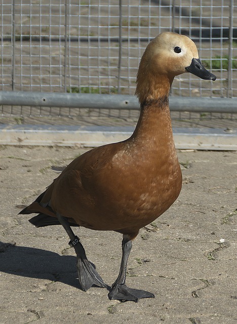 例如生物力
