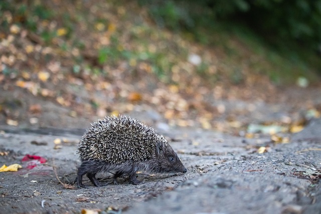 巴林一直以 巴林一直以